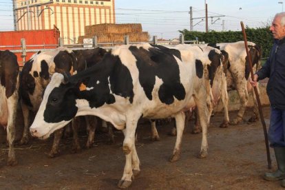 Tomás González, ganadero palentino, con sus vacas en su explotación de Palencia. Mira al futuro con escepticismo después de llevar dos meses colocando la leche sin industria.-BRÁGIMO