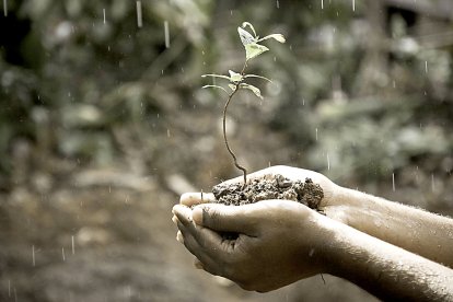 Un agricultor sostiene un plantón entre sus manos en un día de lluvia. PQS / CCO