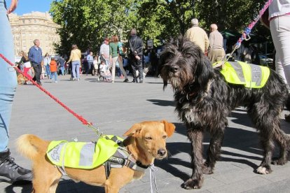 Valladolid celebra el día de la mascota-EUROPA PRESS