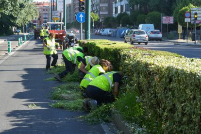 Imagen del trabajo de jardinería en Isabel La Católica.- J.M.LOSTAU