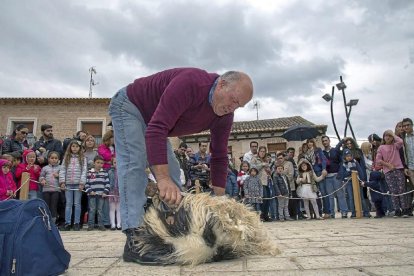 El público contempla el esquileo de una oveja en una anterior edición de la Feria de los Oficios.-PHOTOGENIC