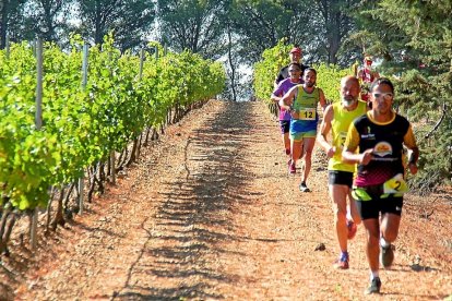 Imagen de archivo de una carrera de una edición precedente de 'Corriendo entre viñas'. / EL MUNDO