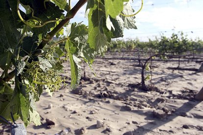 Viñedos dañados e inundados en una explotación de la Denominación de Origen Ribera del Duero, después de una tromba de agua y pedrisco.  Rubén Cacho. / ICAL