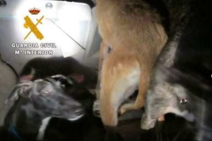 La Guardia Civil intercepta a dos personas que realizaban caza furtiva. E.M.