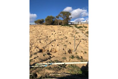 Cientos de madrigueras a lo largo del talud de la A-11. - ASAJA VALLADOLID
