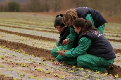 Tres jóvenes trabajando en un proyecto de la Caixa.-EM