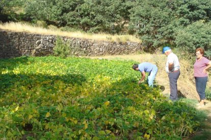 Agricultores en un campo de cultivo de Judía de El Barco de Ávila la pasada campaña.-EL MUNDO