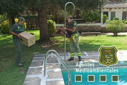 Agentes Medioambientales tras el rescate del Águila Imperial. / APAMCYL