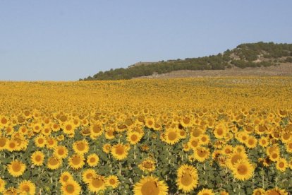 Campo de girasol en floración en una parcela de Castilla y León. Esta oleginosa es uno de los cultivos que recibe ayudas en la nueva PAC.-E.M.