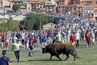 Un mozo cita a ‘Príncipe’, el morlaco de 630 kilos, sobre el césped de la rotonda del puente sobre el Duero, ayer en Tordesillas.-J.M. LOSTAU