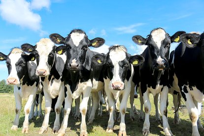 Terneras de vacuno de leche pastan en una granja en extensivo. PQS / CCO