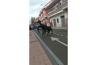 Vídeo de la cogida en el primer encierro de las fiestas de San Antonio de Padua de La Flecha.- E.M.