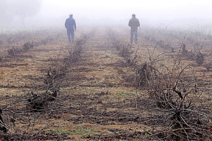 Dos viticultores examinan su explotación en un viñedo de la localidad zamorana de Riofrío de Aliste. / M. Deneiva