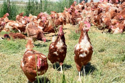 Las gallinas salen durante el día a las fincas de la explotación.-A. MARTÍNEZ