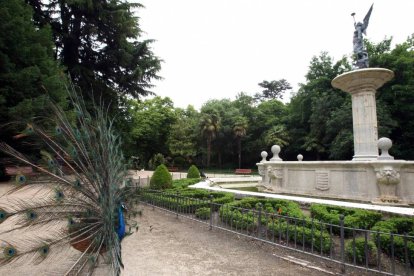 Pavo real junto a la Fuente de la Fama en el Campo Grande de Valladolid-ICAL