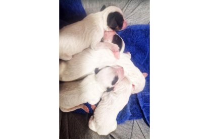 Ocho cachorros abandonados en un contenedor en La Parrilla (Valladolid)- Guardia Civil- Ical
