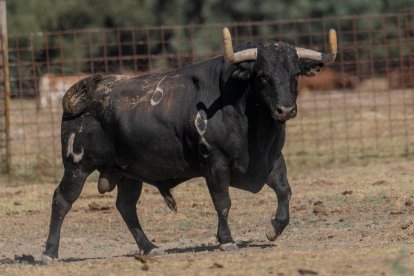 Gavilanillo, toro escogido para el Toro de la Vega 2023 .-AYUNTAMIENTO DE TORDESILLAS
