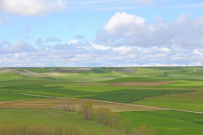 Campos de cereal en Torrelobatón, valle del río Hornija y montes Torozos-MAR TORRES