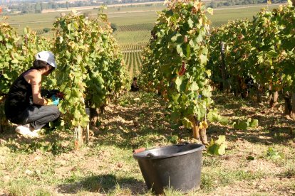 Campaña de vendimia en una explotación de tempranillo. PQS / CCO