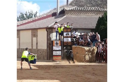 Suelta de toros en los festejos de Villafrechós. -@SENTIRTAURINO