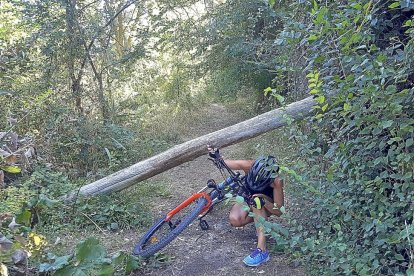 Una ciclista pasa por debajo de un árbol caído cuyo tronco cruza el sendero e imposibilita el avance.-PABLO REQUEJO