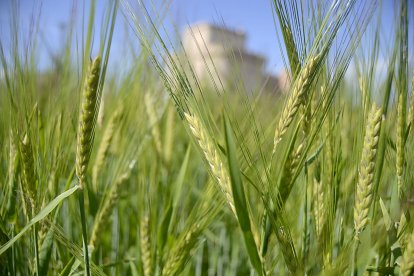 Campo de cereal en la provincia de Segovia. -E. M.