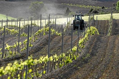 Florette espera este año en Olmillos una producción de 4.500 toneladas de vegetales, cifra similar a la del año pasado. / HDS