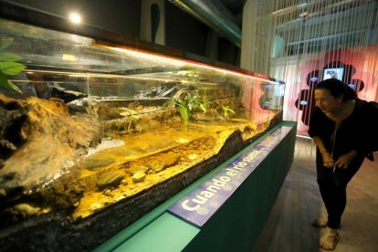 Nuevo acuario de la Casa del Río del Museo de la Ciencia de Valladolid-Miriam Chacón / ICAL