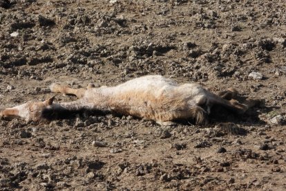 PACMA denuncia ante la Guardia Civil la presencia de caballos malnutridos y un cadáver en una explotación ganadera de Bercero, en Valladolid. -PACMA