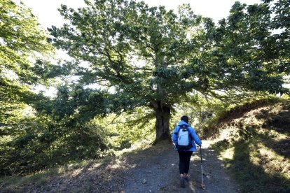 La ruta de los castaños de Hermisende tiene un recorrido circular de 8 kilómetros con principio y final en el corazón del pueblo zamorano.-JOSÉ LUIS CABRERO