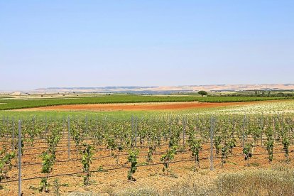 Viña. Bodega Vicente Sanz Rodilana (DO Rueda). Valdestillas, Valladolid-EL MUNDO