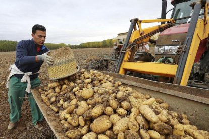 Recogida de patatas en una finca cercana a la localidad palentina de Ventosa de Pisuerga.-ICAL