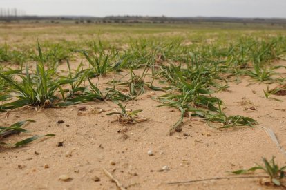 Cultivo de cereal en la provincia.- HDS