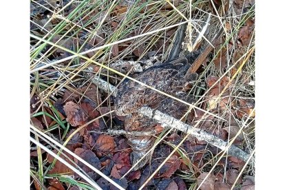 Cadáver de uno de los milanos encontrados en La Pedraja.-EL MUNDO