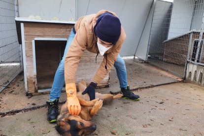 Un cuidador juega con un perro en el centro LaYosa, responsable de las adopciones en la provincia. - PHOTOGENIC