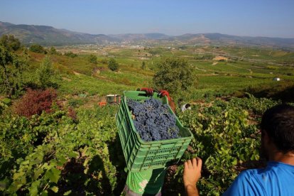 Primeros días de vendimia en la D.O. Bierzo-ICAL