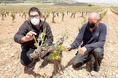 Trabajadores de la bodega Tinto Pesquera examinan los daños del pedrisco en las viñas de Pesquera de Duero. J. M. LOSTAU