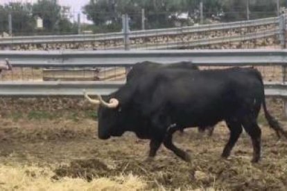 El astado Barco, de la ganadería La Cardenilla, próximo Toro de la Vega.-E.M.