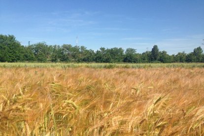 Campo de cereal a punto de llegar a su plena maduración en la provincia de Valladolid.-M. C.