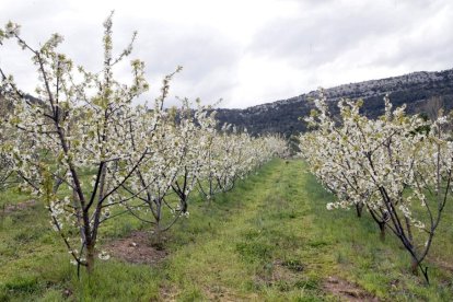 Algunos cerezos del Valle contarán con un complemento extra rico en calcio para mejorar la calidad de sus frutos.-Ricardo Ordoñez/ Ical