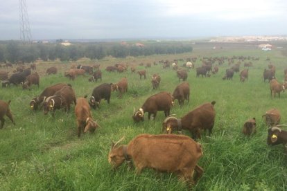 Un rebaño de cabras pastando en el campo. El número de ganaderos en Castilla y León se eleva a 321, casi el 6% del total nacional.-E. M.