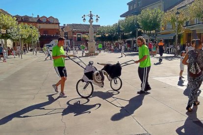 Dos jóvenes manejan dos carretillas astadas durante el encierro de carretones celebrado ayer en Tudela.-EL MUNDO