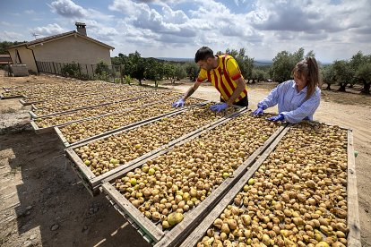 Campaña de recogida de higos en la cooperativa Capra Hispánica, de El Raso (Candeleda, Ávila), con Marca de Garantía Higo de Gredos. En la imagen, volteo para secarlos al sol. Ricardo Muñoz / ICAL