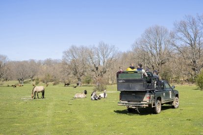 Los safaris tradicionales tienen una duración de algo más de dos horas y recorren diferentes localizaciones dentro del parque.  / Yenifer Muñoz Tejerina