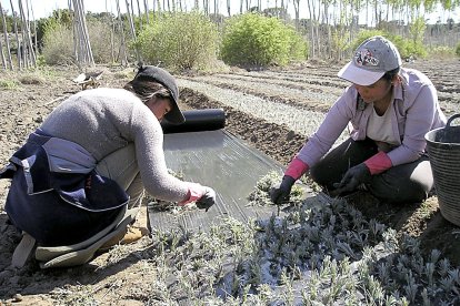 Dos mujeres atienden una explotación de titularidad compartida. - MAPA