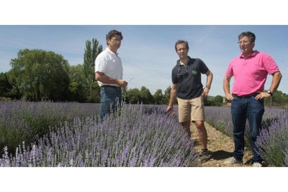 El presidente  de APAPAM, Juan Alberto García (en el centro), con responsables de la Asociación, Ricardo Betegón y Rubén García, en un campo de lavanda.-BRÁGIMO