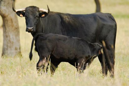 Una vaca avileña con su cría en la dehesa.-AECRANI