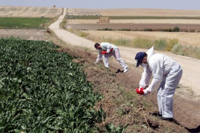 Agricultores esparciendo la bromadiolona en un campo de cultivo.-E.M.