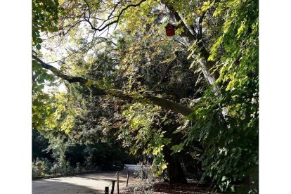 Campo Grande de Valladolid en otoño, imagen de archivo.- ICAL