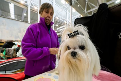 La Feria de Animales de Compañía de Valladolid, Fimascota - PHOTOGENIC